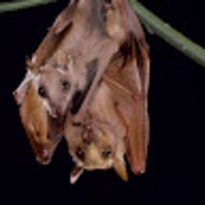 Meet your Posher, Carrue